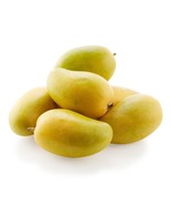 Seedling Mango Ataulfo mangifera Indica Tropical Live Fruit Tree (10in T... - $71.99