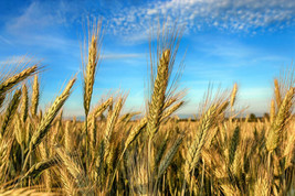 Aroostook Rye Secale Cereale Cereal Grain Hardy Winter Cover Crop 350 Seeds US S - £7.47 GBP