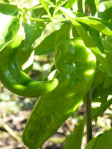 4000 Seeds Hatch Lumbre Chili Pepper Seeds, NuMex, XXX Hot Green Chile, Ristra - £17.93 GBP