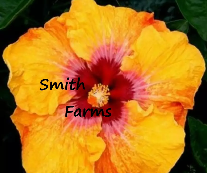 50 Seeds Yellow Red Hibiscus Flowers Fresh Seeds USA Seller - £9.46 GBP