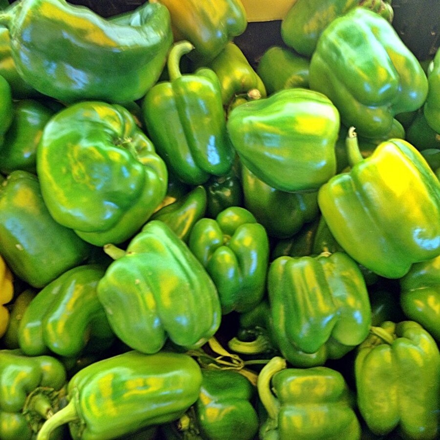 Cal Wonder 300 Tmr Sweet Pepper Vegetable Fresh Gardening - $15.00