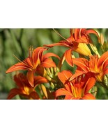 50 Tiger Tawny Orange Daylilies Seeds Cw91016 Fresh For Garden - $13.97