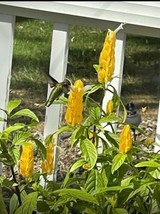 Yellow SHRIMP Starter Plant CUTTINGS JUSTICIA BRANDEGEANA Attracts Hummi... - $14.99