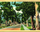 California Avenue Bordered with Eucalyptus Trees CA UNP Linen Postcard - $3.91