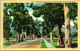 California Avenue Bordered with Eucalyptus Trees CA UNP Linen Postcard - £3.10 GBP