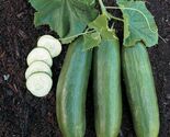 Straight Eight Cucumber Seeds, NON-GMO, Heirloom, Slicing Cucumber, FREE... - $1.97+