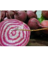 LD 200 Chioggia Beet Seeds Nongmo Heirloom Beet Sweet Variety Beet Fast ... - $202.97 MXN