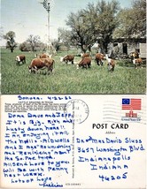 Texas Cattle Grazing Texas Grass on Farm Windmill Posted 1982 VTG Postcard - £7.63 GBP