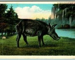Florida Razor Back Hog Wild Boar Pig FL UNP WB Postcard I8 - $2.63