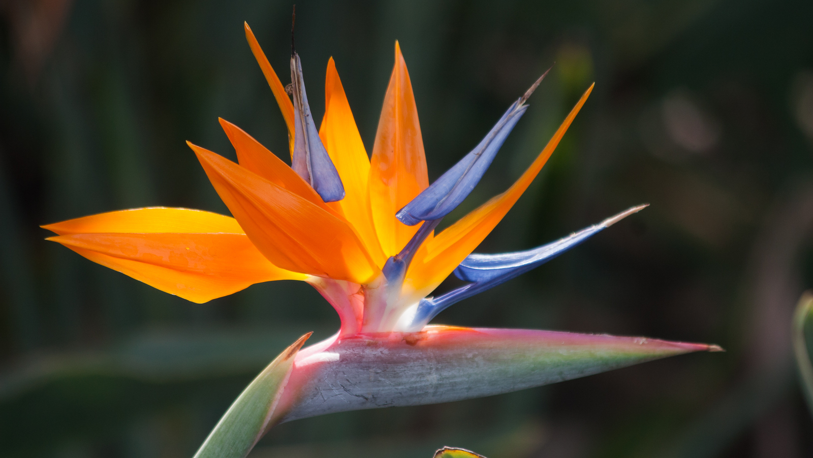 Primary image for Hawaiian Bird of Paradise Strelitzia Plant Seeds - 1 Pack