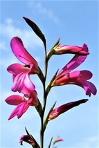 USA Italian Gladiolus Italicus Sword Lily Purple Pink Flower 10 Seeds - £8.78 GBP