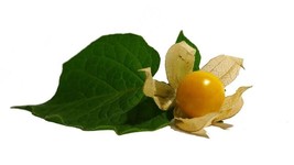 HGBO 100 Seeds Ground Cherry Fruit Seeds Pineapple Cape Gooseberry Physalis Ixoc - £6.52 GBP