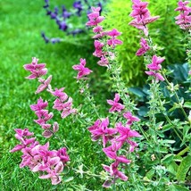 100 Pink Sundae Clary Sage Salvia Flower Seeds Fresh Gardening USA SELLER - £7.95 GBP