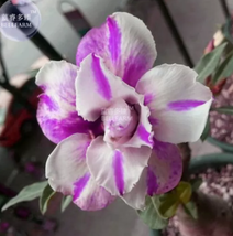 BELLFARM Adenium White Petals Purple Stripe Spot Flower Seeds - £7.85 GBP