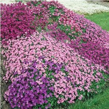 HS Creeping Thyme    4&quot; Ground Cover Perennial Non-Gmo 350+ Seeds! Ts - $8.33