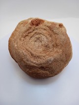 Stromatolite Fossil 3.4 Billion Yrs Old - Free Shipping - £29.38 GBP
