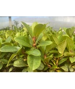 Cherry Cheesecake Rhododendron - Evergreen - 4&quot; Pot - $60.77 CAD
