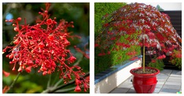Illawarra Flame (Brachychiton acerifolius) Red Flowered Bottle Tree 20 S... - $20.99