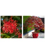 Illawarra Flame (Brachychiton acerifolius) Red Flowered Bottle Tree 20 S... - £16.51 GBP