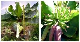 Live Banana Tree-Musa -DWARF CAVENDISH- SMALL ROOTED STARTER PLANT-Ships... - £31.09 GBP