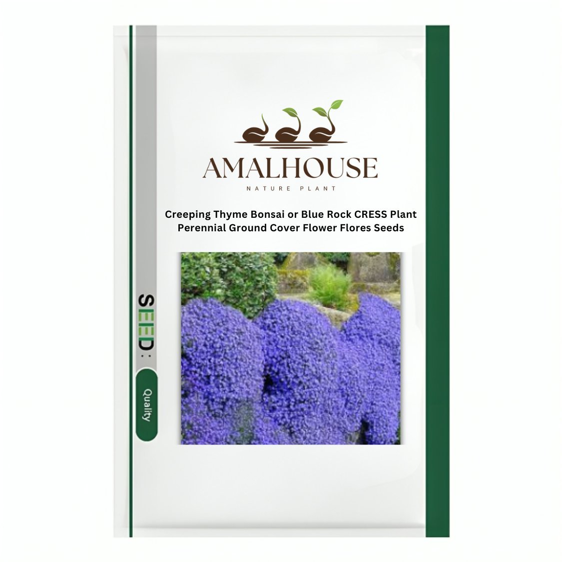 Creeping Thyme or Blue Rock CRESS Plant Ground Cover Flower Flores - 500... - $13.90