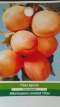 TILTON APRICOT 4-6 FT TREE Plants Fruit Trees Plant Juicy Sweet Apricot NOW - £77.68 GBP