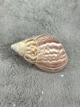 Japanese Land Snail Shells Beach Crafts Nautical Hermit Crabs 2&quot; Shell - £6.30 GBP