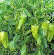 100 Cubanelle Sweet Pepper Seeds Heirloom Fresh Seed - £11.88 GBP