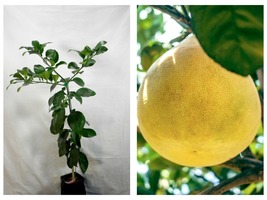 Live Citrus Plant Dwarf Thompson Pink Grapefruit Tree - 26-30&quot; Tall  - £108.68 GBP