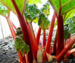 25 Rhubarb Ruby Red Heirloom SEEDS Edible food Planting Garden Easy to Grow - $13.75