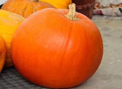 Pumpkin Big Max Great Heirloom Vegetable 20 Seeds Garden Fresh USA Shipping - $14.57