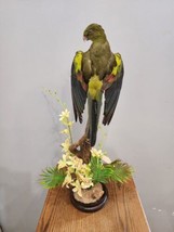Real Regent Parrot Taxidermy Mount Beautiful Colors - £314.24 GBP