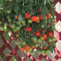 Tomato Tumbling Tom Red - Great Vegetable By Seed Kingdom 10 Seeds Fresh Gardeni - $13.88