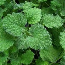 White Horehound S Herb Gardening USA Fast Shipping - £14.34 GBP