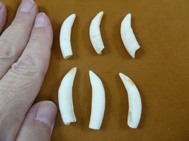 (G371-83-6) SIX 1-5/8&quot; GATOR Alligator Aligator Tooth GATORS TEETH for j... - $53.99