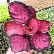 25+ Seeds Pink Rosy Calathea Couture Flower Indoor or Outdoor Beautiful Plant - £8.62 GBP