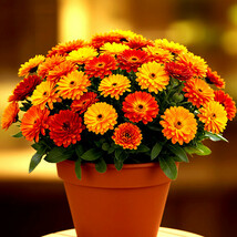 300+ Pot Marigold Seeds Spring Mix Mosquito Bug Repellent Dwarf Flower M... - $168.75 MXN
