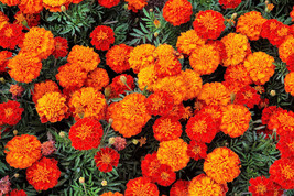 400 French Marigold Sparky Mixed Colors Tagetes Patula Flower Seeds - £15.95 GBP