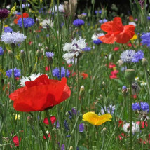 1000+ Bold Color Wildflower Seeds - Annual ------ 10 Wildflower Varietys - £4.85 GBP