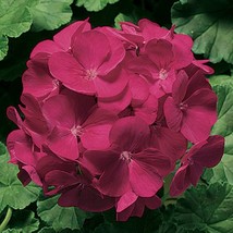 Fast Ship USA Seller 15 Geranium Seeds Pinto Premium Violet Flower Seeds - £15.30 GBP