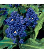 15 Seeds Blue Ginger Flowers Fast US Shipping - $9.75