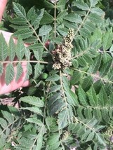 3 live cuttings  - Sicilian sumac (Rhus coriaria L.) *spice/dye - £11.85 GBP