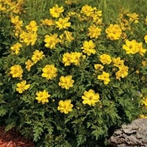 Septh Cosmos- Yellow/Gold- 100 Seeds- Bogo 50% Off Sale - £4.87 GBP