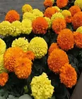 4&quot; African Marigold (Tagetes erecta) Jumbo Mixed Orange &amp; Yellow mixd 50++ Seeds - £6.26 GBP