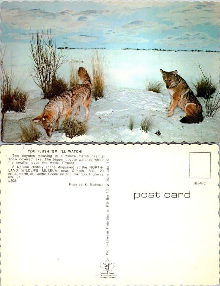 Primary image for Canada British Columbia Clinton Northland Wildlife Museum Coyotes VTG Postcard