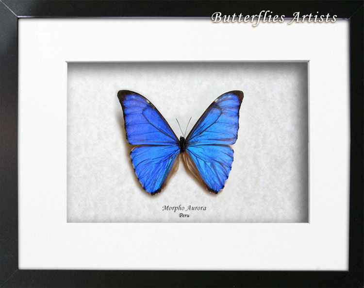 Stunning Blue Metallic Morpho Aurora Real Butterfly Framed Entomology ...