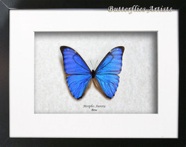 Stunning Blue Metallic Morpho Aurora Real Butterfly Framed Entomology Shadowbox - £64.33 GBP