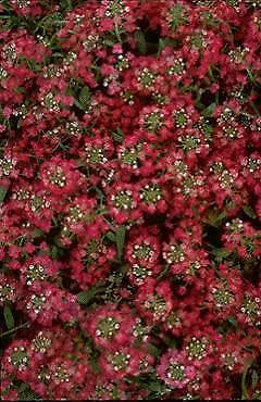 Alyssum Easter Bonnet Deep Rose 5,000 seeds - £30.66 GBP