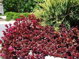 100 Seeds Red Dragon&#39;s Blood Sedum Succulent Seeds - £11.79 GBP