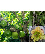 20 Winged Calabash Seeds Crescentia Alata Mexican Calabash Gourd Tree Morro - £6.44 GBP